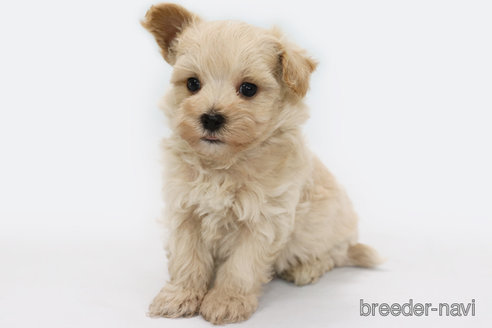 成約済の神奈川県のマルプー:マルチーズ×トイプードル-339321の2枚目